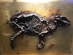 -辽宁古生物博物馆