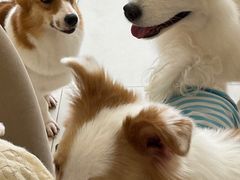 -怪兽屋·羊驼·猫咖·狗咖(俊华广场店)