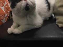 -吉丁鸟咖·异宠·寄养