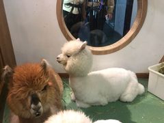 -藦茜花园宠物主题亲子互动体验馆(国顺东路店)