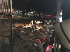 -清迈夜间动物园