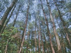 -铁山坪森林公园