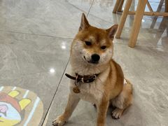 -柴犬小屋·柴餐厅·狗咖食堂(金鼎广场店)