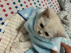 -乐派堂宠物医院·猫友好· 心脏科(东街店)