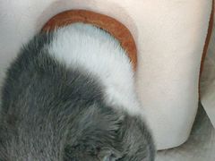 -安安宠医·安宠宠物医院