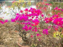 -东莞植物园