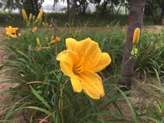 -大兴滨河森林公园