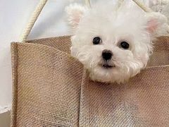 -柴犬小屋·柴餐厅·狗咖食堂(金鼎广场店)