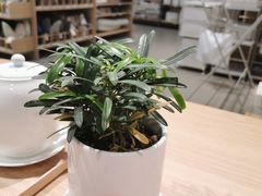 -泰圣荷足道经络养生馆(奥体店)