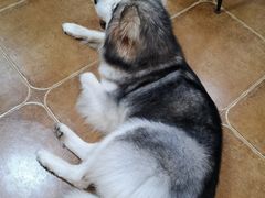 -李小姐の猫咖啡馆(五角场店)