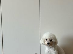 -帕帕拉兹宠物(亚洲旗舰店)