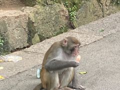 -黔灵山公园