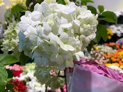 -双季花艺园艺市场(浦东店)