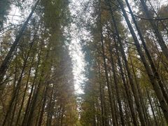 -桤木河湿地公园