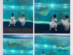 -苏州海洋馆