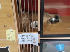 -御宝贝·A梦猫科宠物医院(国际猫友好医院)