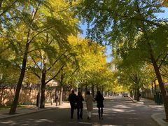 -三里屯东五街银杏大道