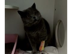 -北京观赏动物医院·24小时大型综合·猫专科·异宠专科