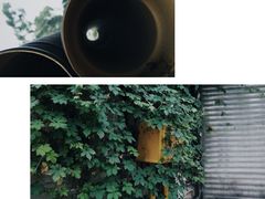 -南山植物园
