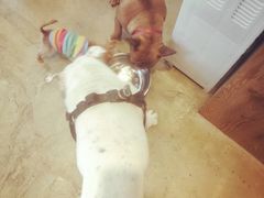 -八公叔叔宠物美容连锁(春申店)