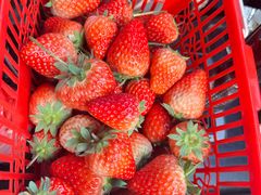 -三圣花乡旅游区