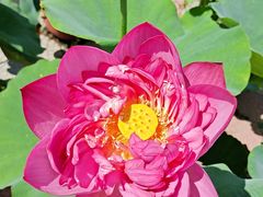 -莲花池公园