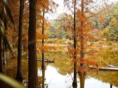 -深圳仙湖植物园