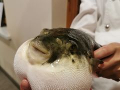 -天正河鲀·河豚亭(大连店)