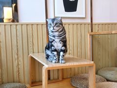 -Catmate·猫肥家润(金润铂宫店)