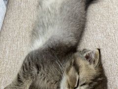 -爱诺耐芙动物医院(万博店)