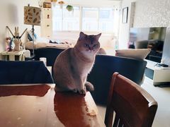 -艾吉宠物医院·疑难杂症转诊中心·猫友好(碧江路院)
