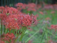 -江西老表·经典江西八大碗