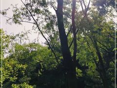 -王顺山国家森林公园