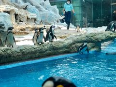 -帝企鹅自助餐厅•儿童岛•真企鹅(长隆企鹅酒店)