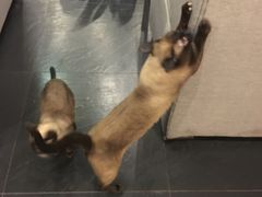 -吱咖啡西式简餐