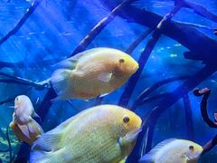 -南昌融创海世界
