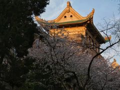 -武汉大学-樱园