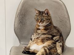 -关爱宠物医院·猫科中心·消化科(滨湖万达分院)