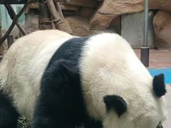 -成都动物园
