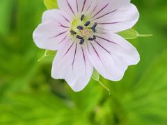 -白草畔自然风景区