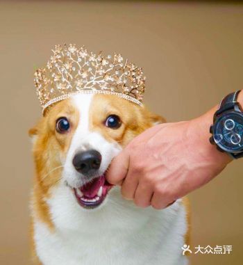 特意去买了一台戴森来吸毛。它只是你的一条狗