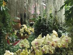 -花之城