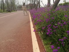 -白鹭湾湿地公园