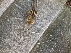 -汤旺河林海奇石景区