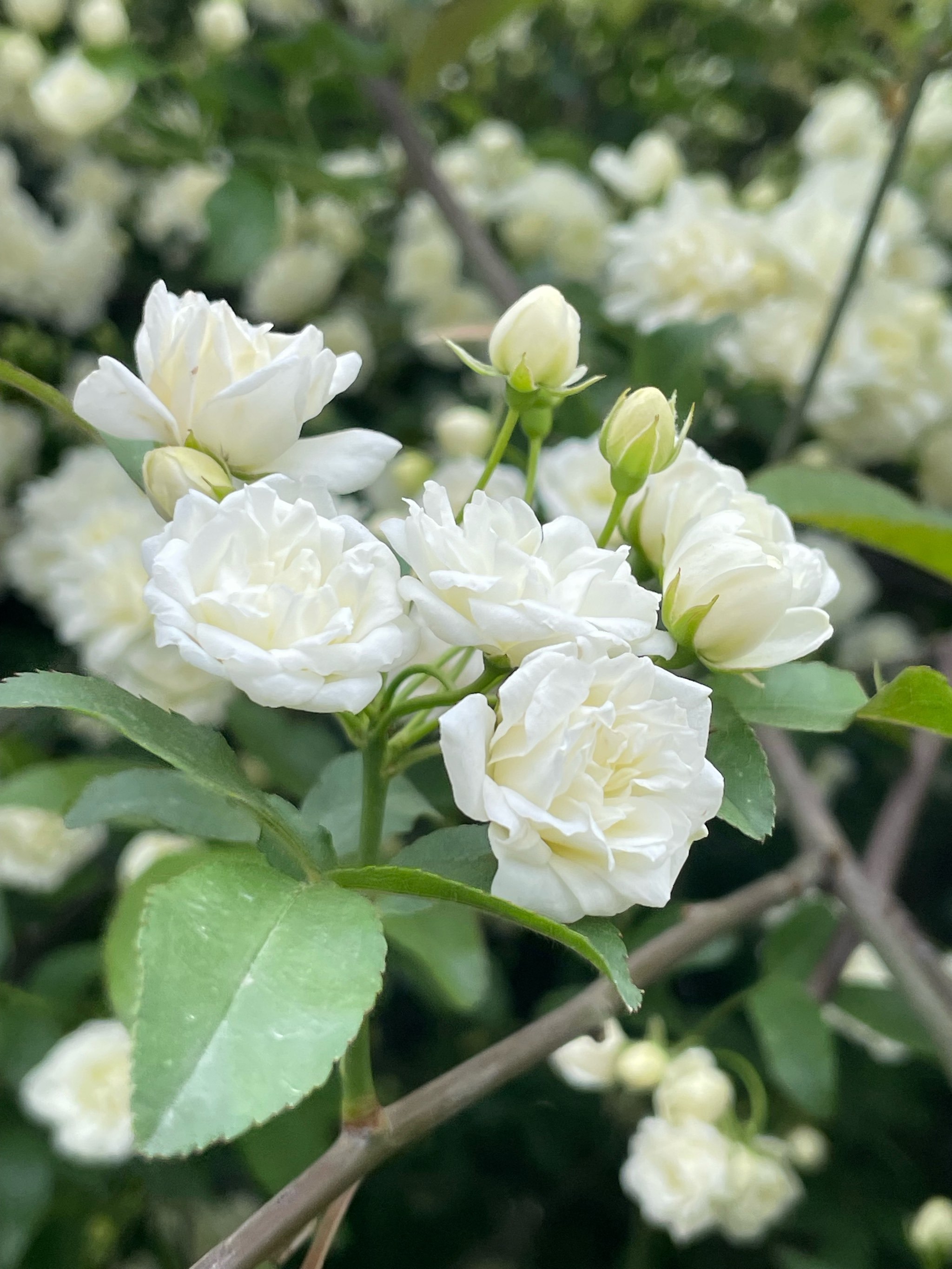 清明街头实况播报