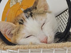 -博特宠物医院24h犬猫全科.骨科·异宠