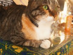 -平行世界·猫咖(首经贸店)