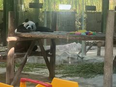 -栾川竹海野生动物园