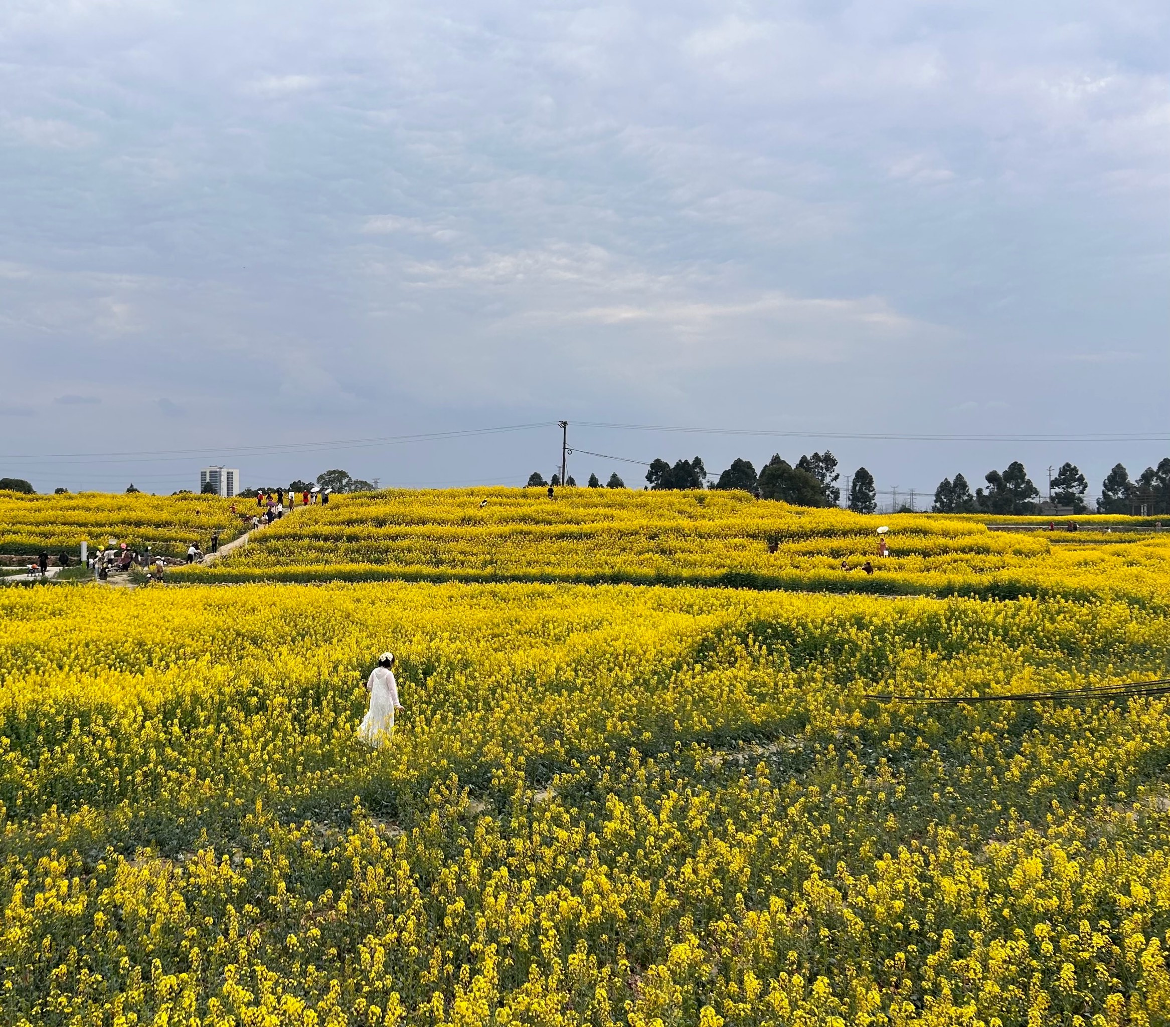 成都花都油菜花景点图片