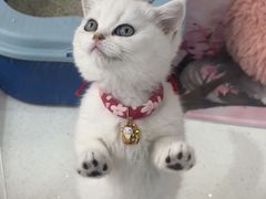 -糯米喵星人总部直营旗舰店·猫舍·幼猫出售